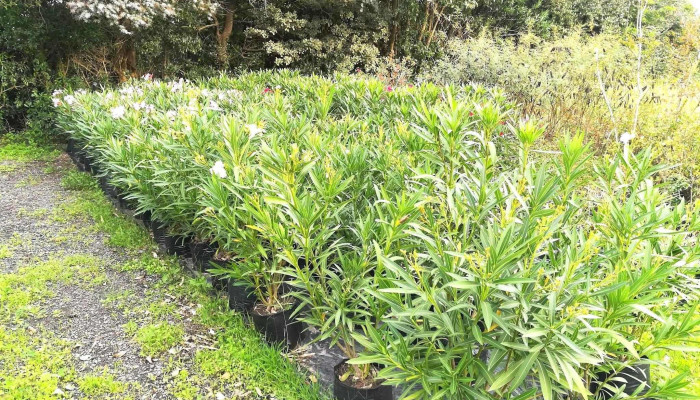 Vivero Los Arrayanes -  Planta De Interior - Piriápolis