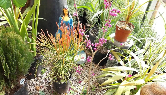 Vivero Monte Color -  Horario - Atlántida