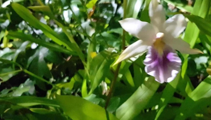 Vivero Montes -  Comentario 10 - La Floresta