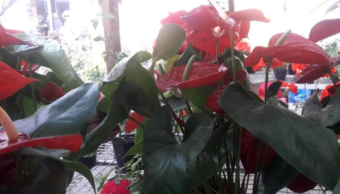 Vivero Montes -  Comentario 1 - La Floresta