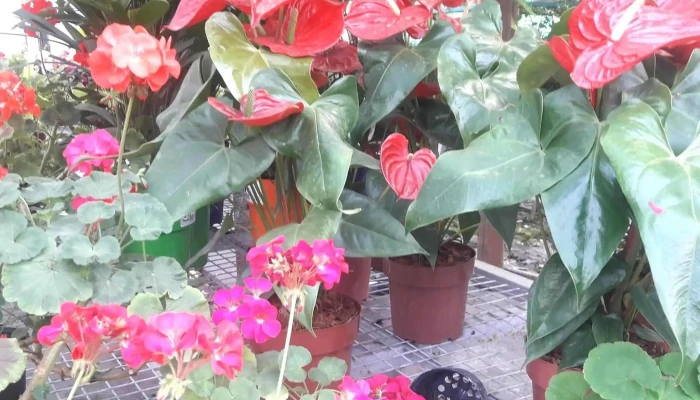 Vivero Montes -  Comentario 2 - La Floresta