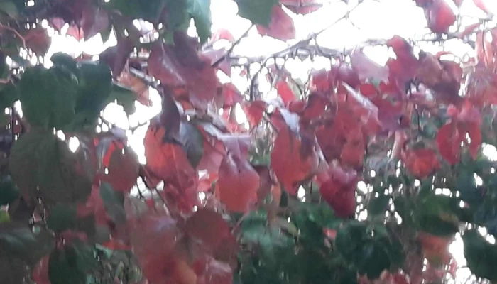 Vivero Montes -  Comentario 3 - La Floresta