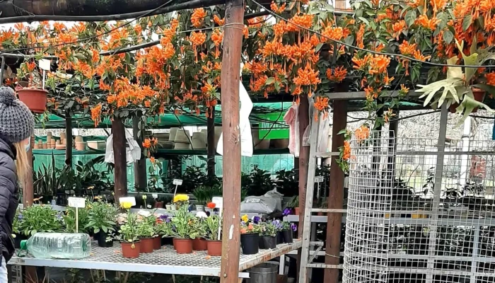 Vivero Montes -  Comentario 8 - La Floresta