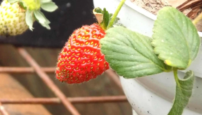 Vivero Montes -  Del Propietario - La Floresta