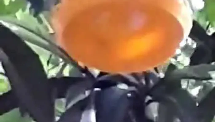 Vivero Montes -  Videos - La Floresta