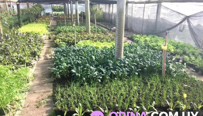 Vivero Parati - 12200 Montevideo