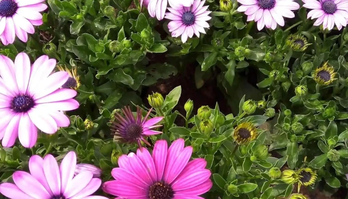 Vivero R Y G -  Del Propietario - Parque del Plata