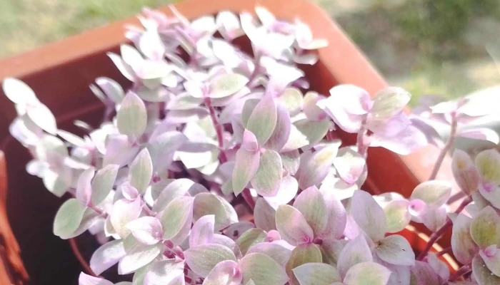 Vivero R Y G -  Puntaje - Parque del Plata