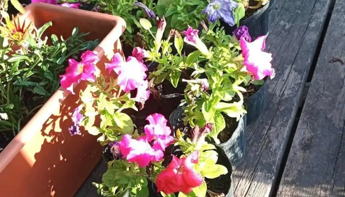 Vivero Rocio Vivero De Juanico Del Propietario - Juanic&oacute;