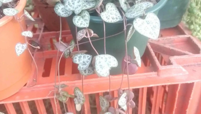 Vivero San Jacinto - 91600 San Jacinto