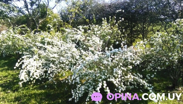 Vivero Torres - 19 De Abril