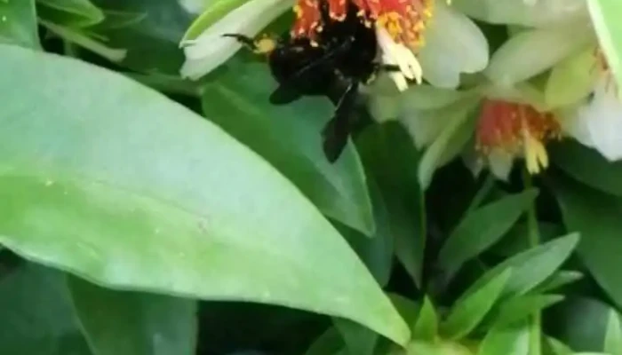 Vivero Yaxche Fotos - Paysand&uacute;