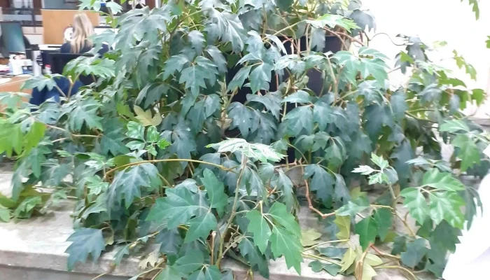 Viviendas de Mevir. - Aceguá